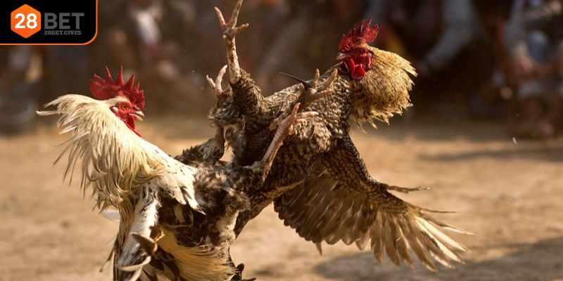 Kinh nghiệm cược cựa dao hiệu quả