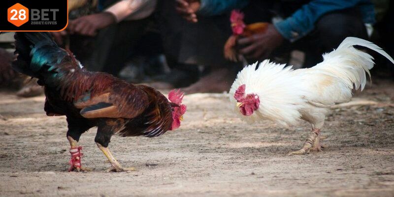 Hướng dẫn xem đá gà Campuchia nhanh nhất