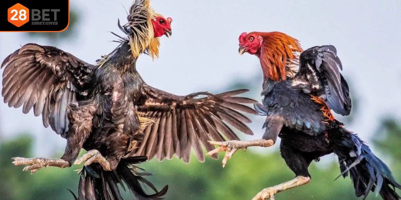 Cược cựa dao đầy sức hấp dẫn