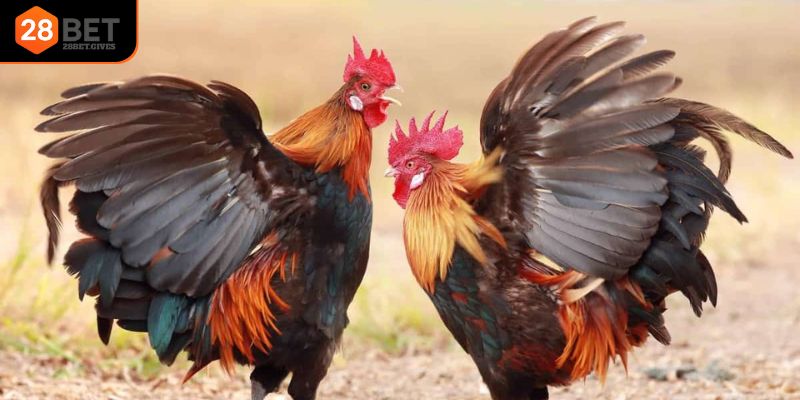 Trận đấu kịch tính tại đá gà Campuchia