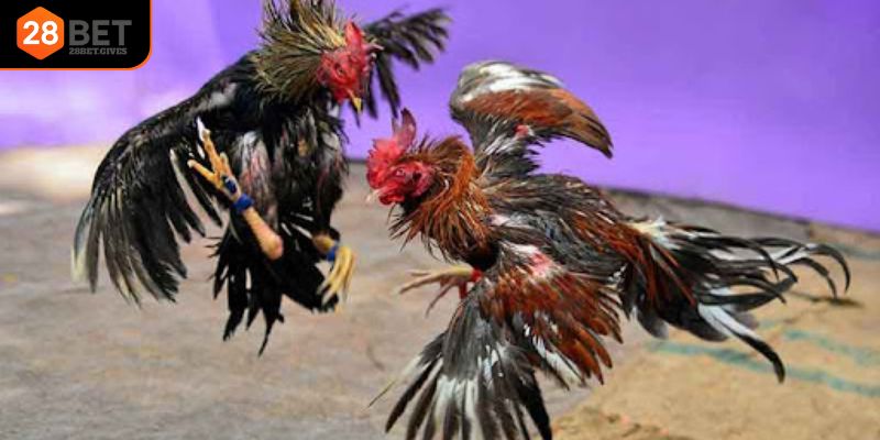 Hệ thống hấp dẫn thành viên cược đá gà cựa dao