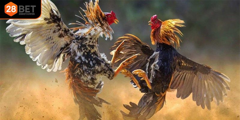 Kinh nghiệm cược hiệu quả