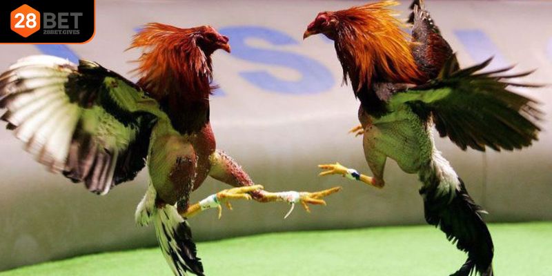 Cược đá gà cựa sắt đa dạng nhất