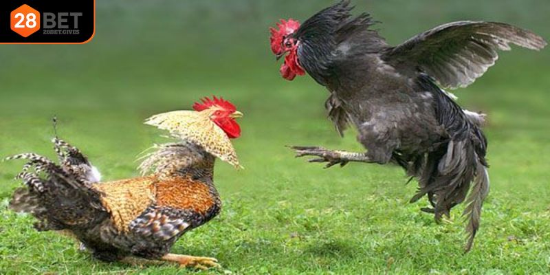 Trải nghiệm trực tiếp, hồi hộp khi tham gia đá gà 28BET trực tuyến